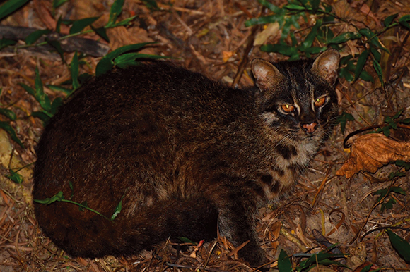 Endangered Iriomote cat